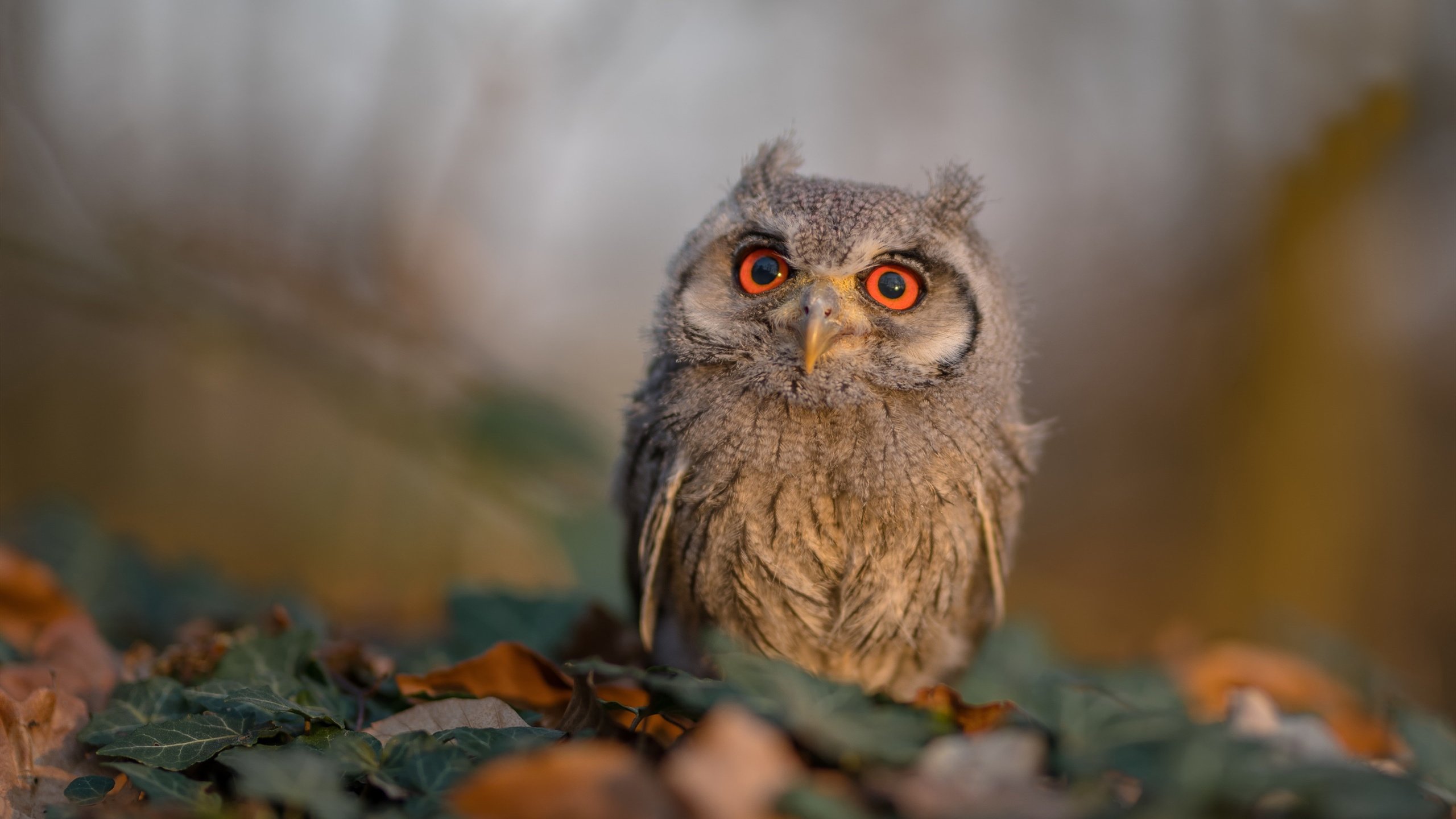 【球桌保养】专业人士教你延长台球桌使用寿命，台球桌的保养方法